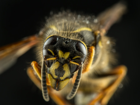 Macro shot of wasp on black backgroundの写真素材
