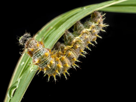 Caterpillar crawling down on green leaf on black backgroundの写真素材