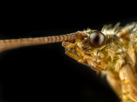 Closeup of moth head on black backgroundの写真素材