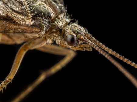 Closeup of moth in flight on black backgroundの写真素材