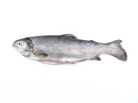 Rainbow trout isolated on white backgroundの写真素材