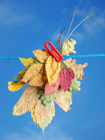 Bunch of different fall leaves drying outdoors attached to a laundry string with clip over blue sky