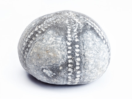 Fossil of Cretaceous period shot on white backgroundの写真素材