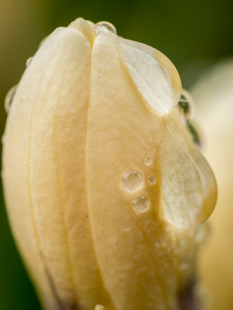 Closeup of fresh yellow crocus with morning dew dropletsの写真素材