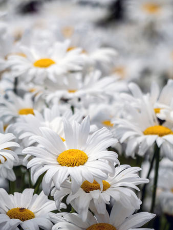 Bunch of fresh marguerite flowers growing in the gardenの写真素材