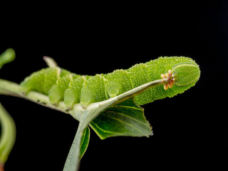 Sphinx ligustri caterpillar eating green leaf on black background