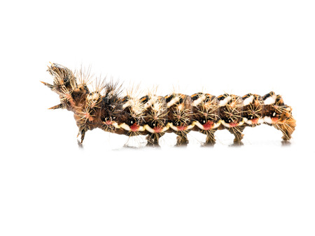 Yellow-tail moth (Euproctis similis) caterpillar on white backgroundの写真素材