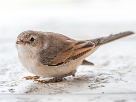 Blyth's reed warbler sitting on white stone