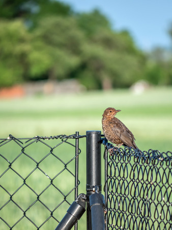 Female blackbird sitting on a metal fenceの写真素材
