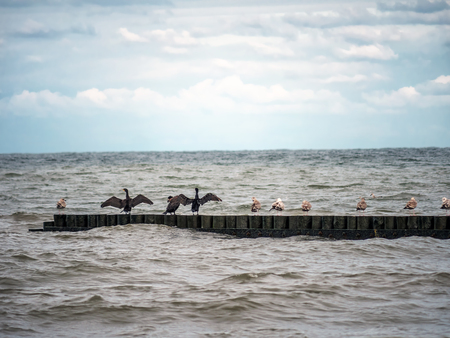 Seagulls and black-faced cormorants drying wings on wooden water breakers by the Baltic seaの写真素材