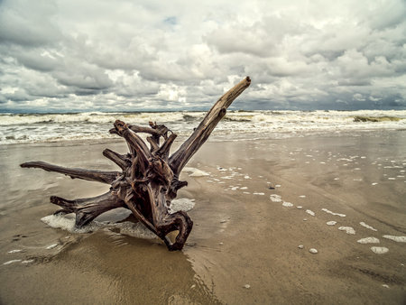 Tree limb washed ashore on wet sandの写真素材
