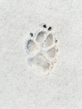 Dog's footprint on the snow shot from aboveの写真素材