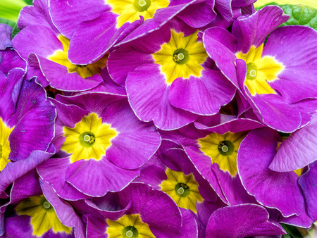 Bunch of violet primrose flowers shot from aboveの写真素材