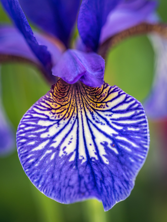 Closeup shot of beautuful violet Siberian iris petalsの写真素材