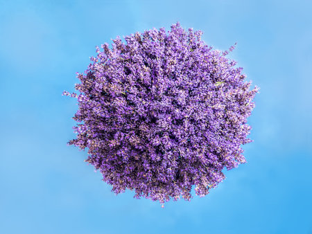 Sphere as little planet covered with fresh lavender flowers on blue background