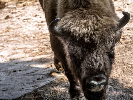 Show farm for European Bison viewing in the Wolin National Park, Polandの写真素材