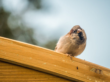 Adorable house sparrow sitting on wooden pergola looking into camera