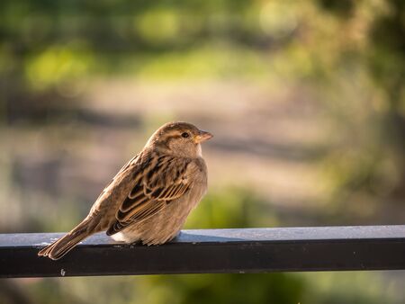A house sparrow perching on metal railingの写真素材