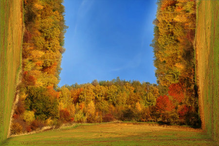 Deciduous and coniferous forest in fall colors with bending perspective effectの写真素材