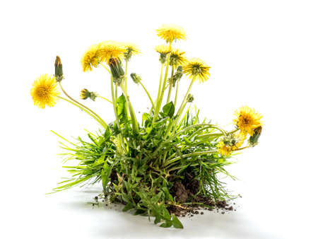 Clump of fresh dandelions flowers on white backgroundの写真素材
