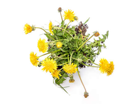 Clump of fresh dandelions flowers on white backgroundの写真素材