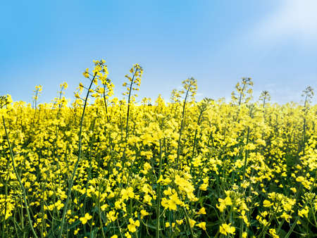 Beautiful cultivated field with yellow rapeseed flowers in blossom on a sunny dayの写真素材