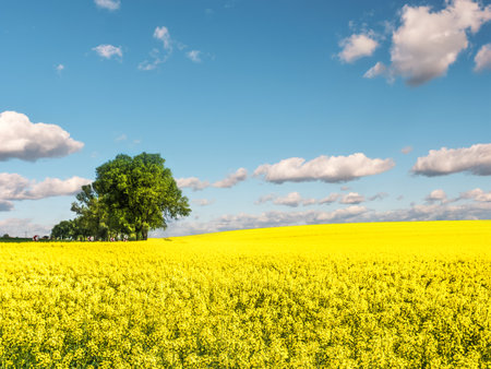Beautiful cultivated field with yellow rapeseed flowers in blossom on a sunny dayの写真素材