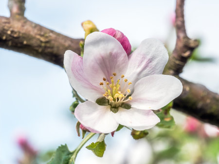 Closeup of beautiful apple-tree flowers in blossomの写真素材