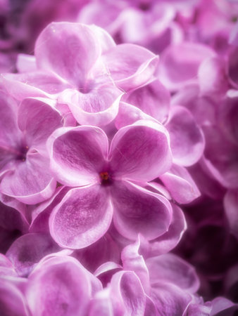 Macro shot of lilac flowers in blossom