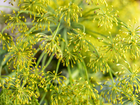 Closeup shot of fresh dill twig filling the frameの写真素材