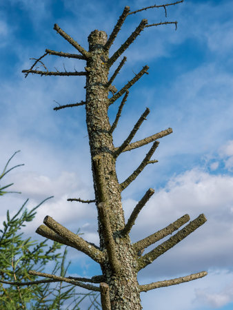 Withered stump spruce tree against blue sky