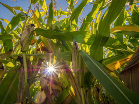 Field of ripening sweet corn plantation shot from below