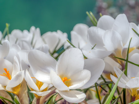 Bunch of white crocuses in blossomの写真素材