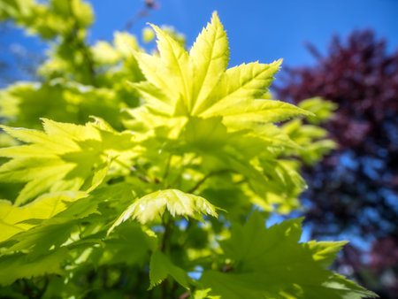 Beautiful Japanese maple sapling in springtime growing in the garden