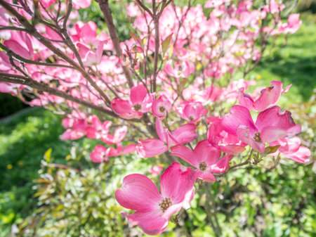 Flowering dogwood shrub with pink flowers in blossom sunlitの写真素材