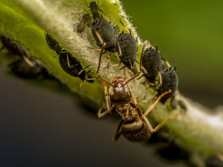 Closeup of colony of aphids and brown ant