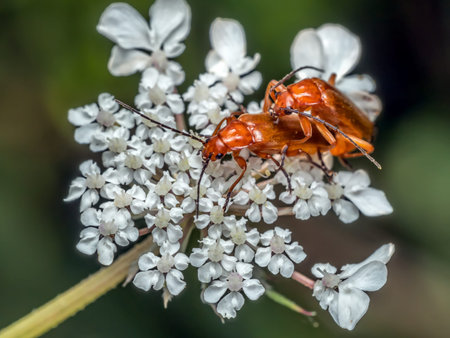 Closeup of male and female Common Red Soldier Beetles mating on white flower