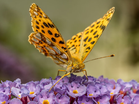 Closeup shot of Queen of spain fritillary resting on buddleia flower