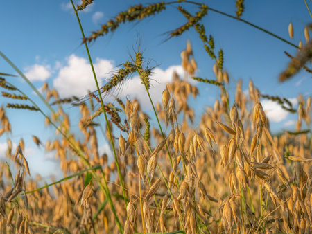 Closeup of cultivated oak stalks against blue skyの写真素材
