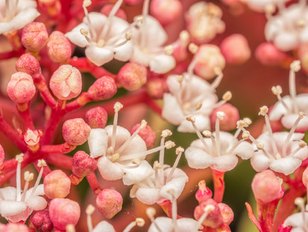 Closeup shot of Hydrangea quercifolia Snowflake flowers in blossomの写真素材