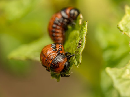 Closeup shot of Colorado potato beetle larvae on potato plant