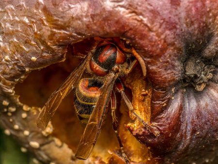 Closeup shot of a hornet eating rotten apple growing on apple tree