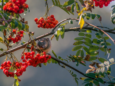 Sparrow sitting on rowan tree branch among ripe rowanberriesの写真素材