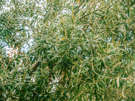 Shot of European Olive tree filling the frame, Spainの写真素材