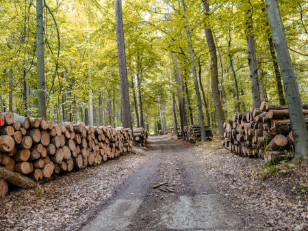 A peaceful forest pathway with stacks of cut logs lining both sides. The lush green trees create a...