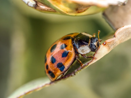 Closeup of Asian ladybird on green leaf