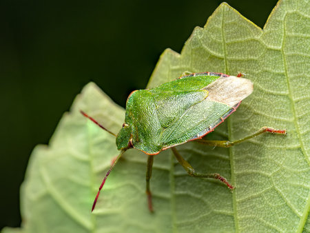 Detailed macro photograph of a green shield bug sitting atop a textured leaf, showcasing intricately patterns and natural hues of greenの写真素材