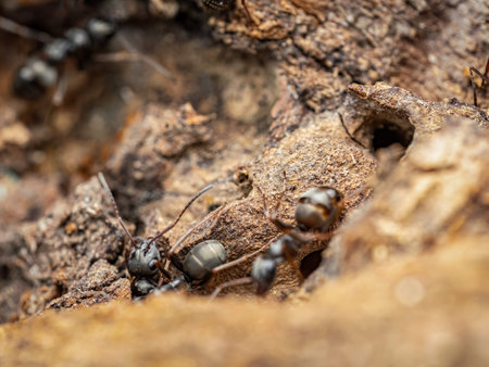 Detailed macro photograph capturing ants in their natural environment, showing the intricate details of ant behavior and interaction among earthy texturesの写真素材