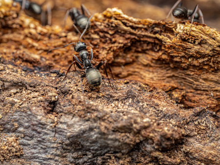 Macro photograph showcasing ants crawling over textured bark, highlighting wildlife and natural habitat detailsの写真素材