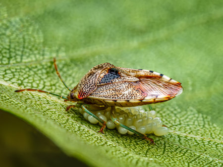 Macro image of a Parent Bug perched on a leaf, protecting its newly laid eggsの写真素材